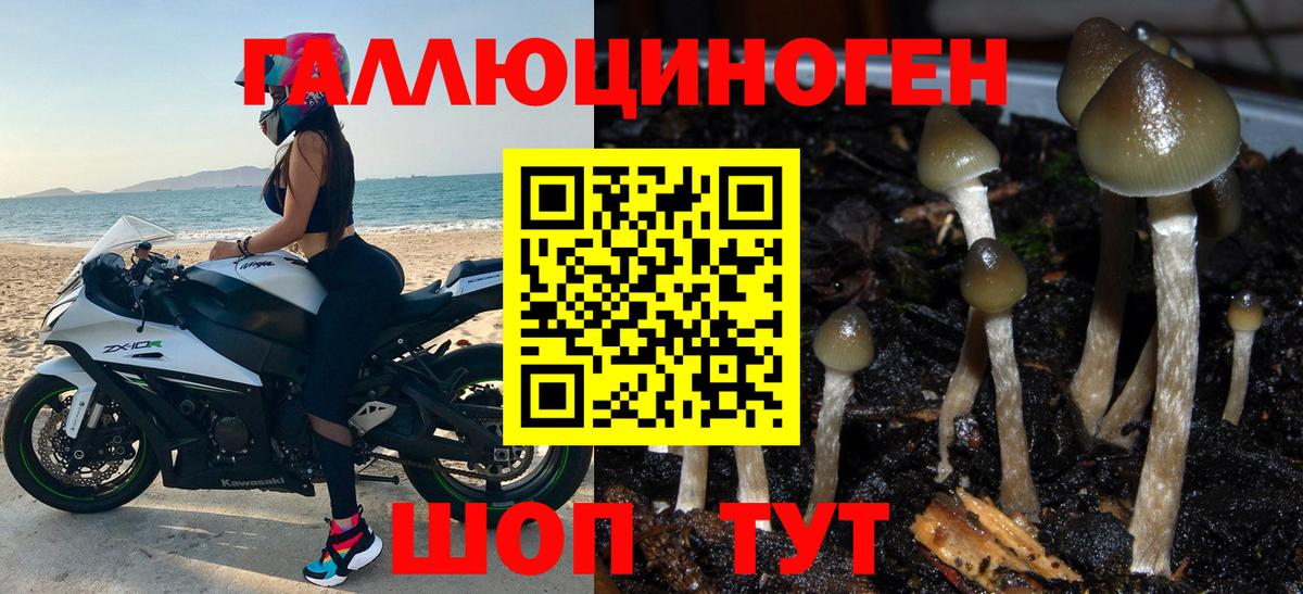 Галлюциногенные грибы Psilocybine cubensis Воронеж